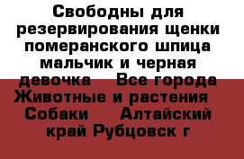 Свободны для резервирования щенки померанского шпица мальчик и черная девочка  - Все города Животные и растения » Собаки   . Алтайский край,Рубцовск г.